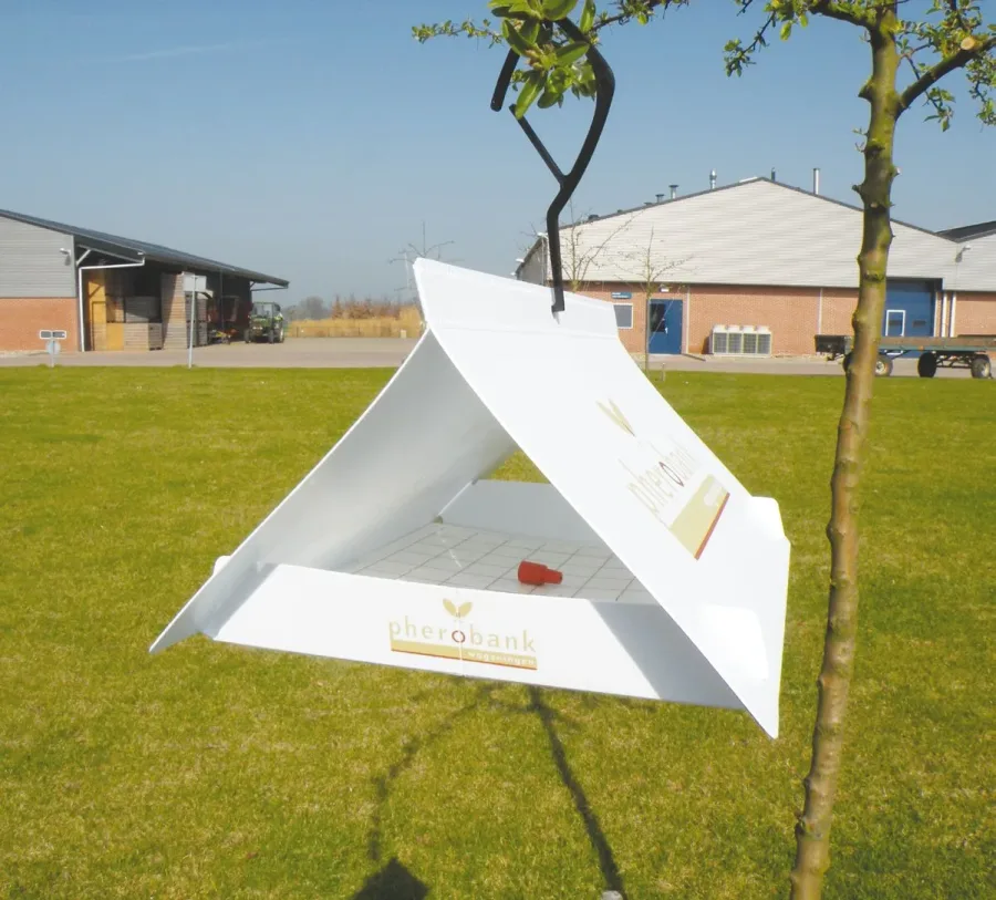 White delta trap (abbreviation dtw), Catalogue Number 33211, shown in the field with a red natural rubber lure on the sticky insert
