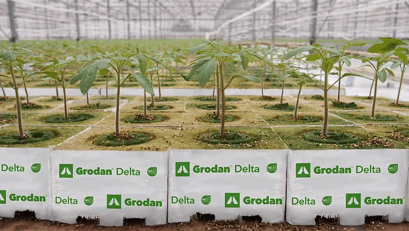 Grodan Delta NG2.0 Block, branded wrapped propagation blocks with young tomato plants