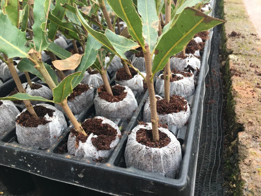 Jiffy Pellets, a full tray of netted Jiffy pellets with rooted young plants, the image Jiffy uses to head its "Jiffy Pellets" product section
