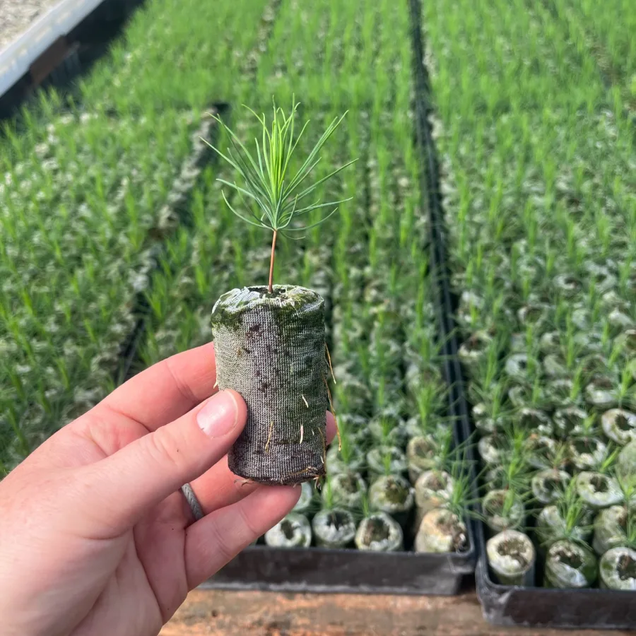 Jiffy Pellet, single netted coir pellet held in hand with a conifer seedling, trays of loose bulk pellets behind (site alt text: "JA hand holding Jiffy pellet for the forestry segment"); this is the section image for "Jiffy-7, The Original"