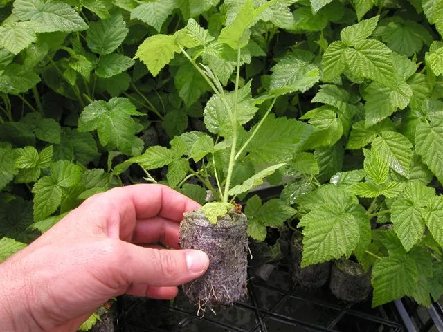 Jiffy-7C, 100% Peat Free, a single Jiffy-7C coir pellet in netting held above a tray of raspberry liners; this is the image Jiffy places directly under its "Jiffy-7C, 100% Peat Free" heading