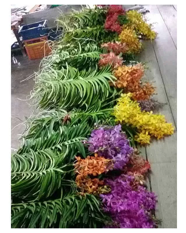 Mok. Mix Colors - assorted Mokara orchids, blooming grade