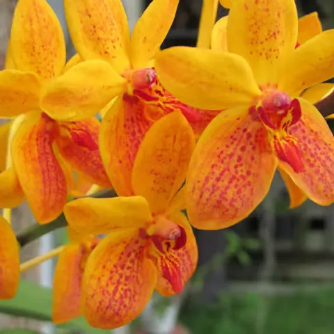 Mokara Sandy Gold (Kagwara Sandy Gold) - page og:image