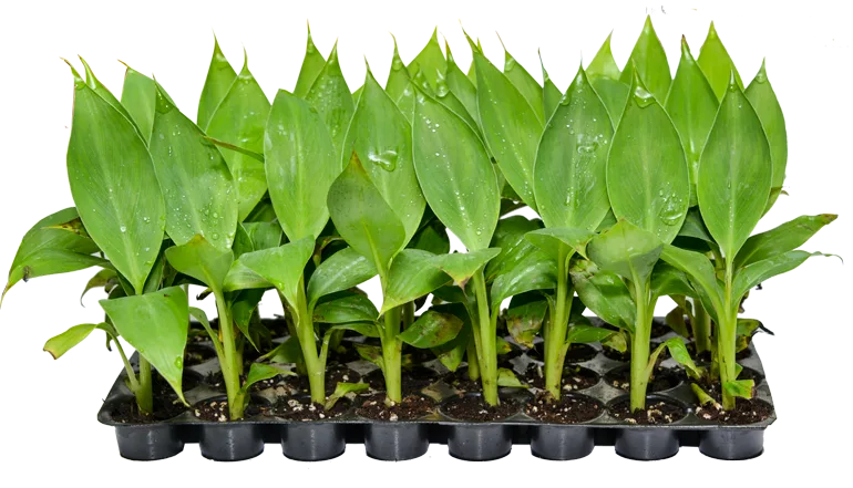 Banana PH - Jain Tissue Culture primary-hardened banana plantlets, full multi-cavity portray of uniform plantlets in the root-protective potting system (the PH grade Gro Plus would airfreight)