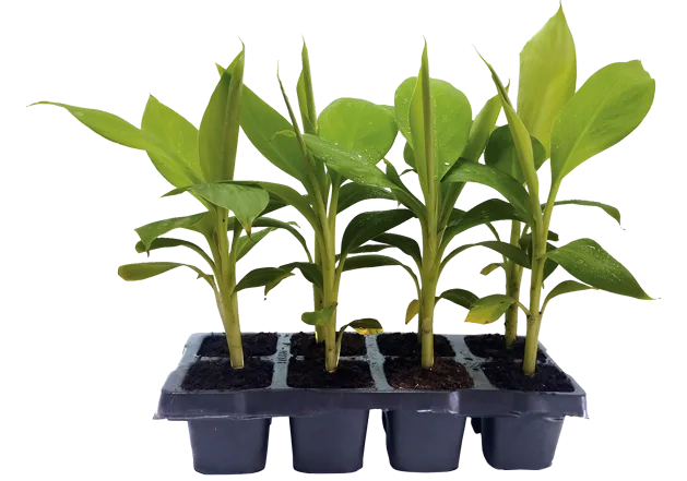 Banana Regular - Jain Tissue Culture secondary-hardened banana plants in the four-cavity unique potting system with soilless media