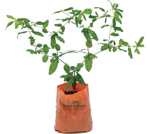 Pomegranate - Regular - Jain tissue culture pomegranate plant in a branded 'Jain Tissue-Culture' poly grow bag
