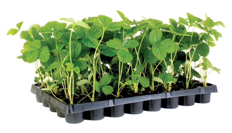 Strawberry - Regular - Jain tissue culture strawberry planting material