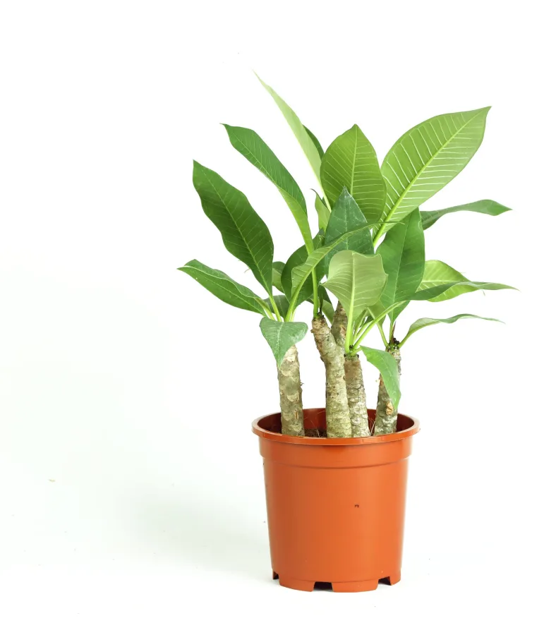 Plumeria - rooted cutting established in a nursery pot, white-background studio shot (Rooted and Unrooted Cuttings > Plumeria)