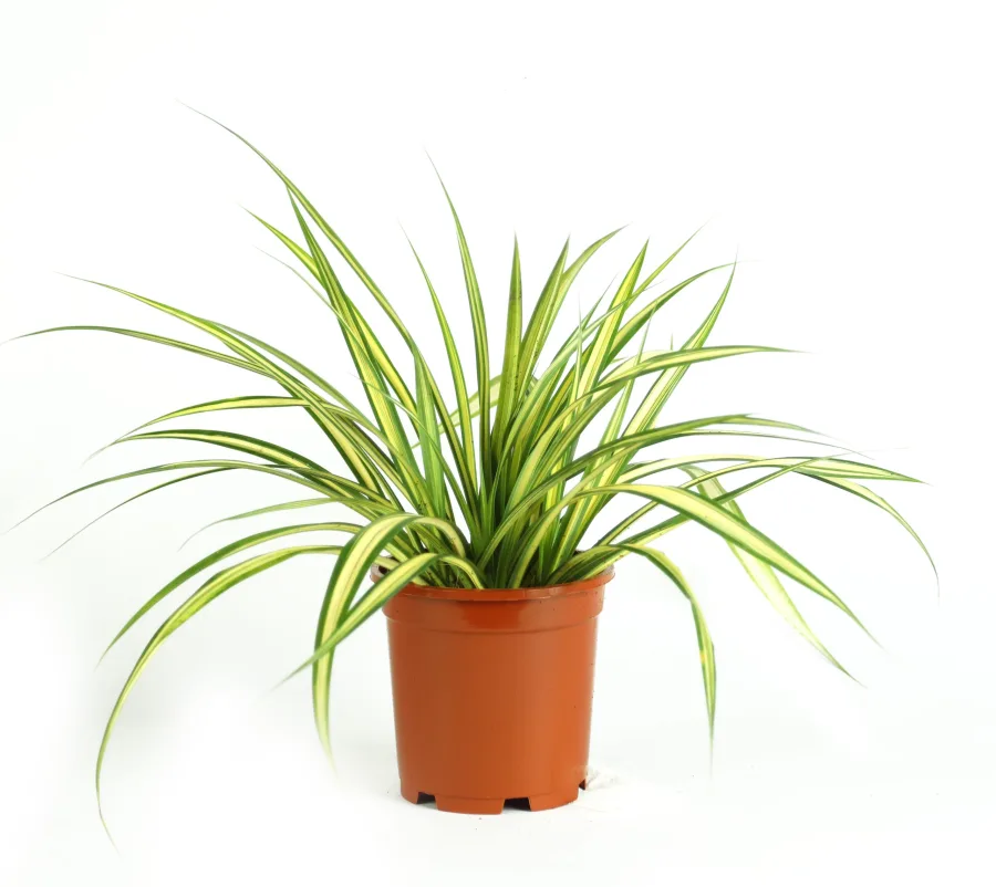 Pandanus sp. - rooted cutting in nursery pot, white-background studio shot (Rooted and Unrooted Cuttings > Pandanus)