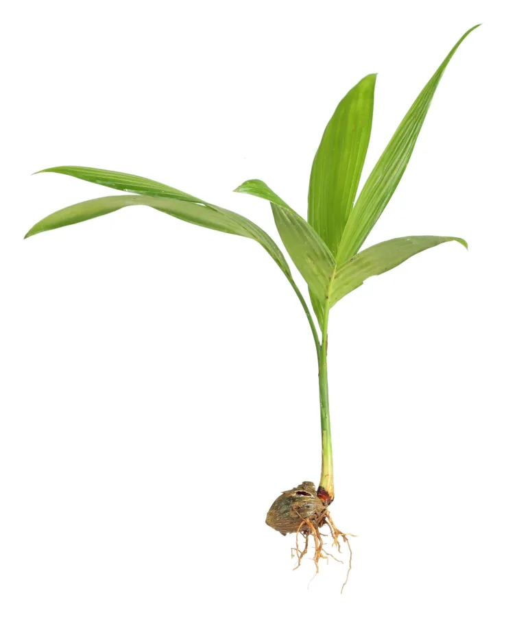 Areca Catechu - seedling, category product shot (Seedlings > Areca Catechu)