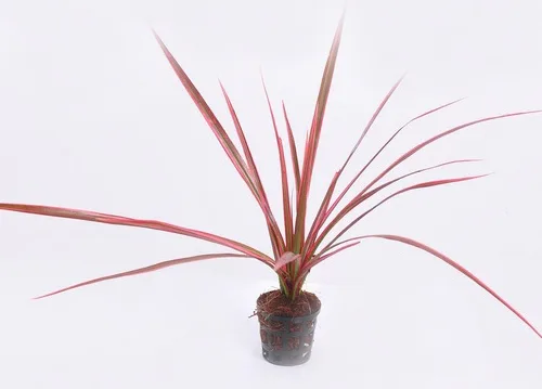 Dracaena marginata colorama (Nursery Plants)