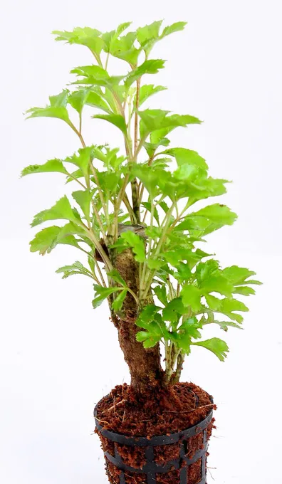 Polyscias butterfly (Nursery Plants)