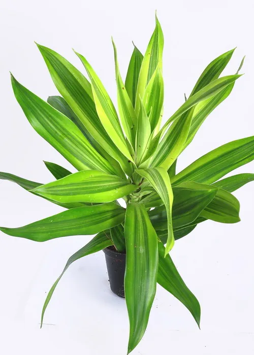 Pleomele reflexa song of sri-lanka (Nursery Plants)