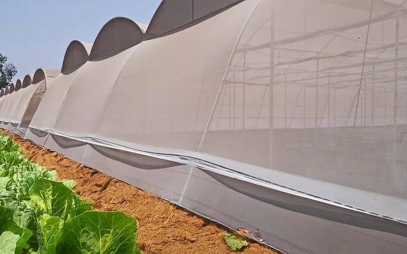 Insect Net, Agriplast insect net installed on a multi-span net house over a leafy-vegetable crop