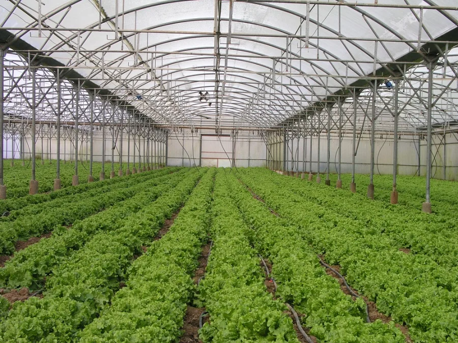 KRITIFIL Products & Applications - greenhouse covered with KRITIFIL multi-layer greenhouse film, lettuce crop under cover