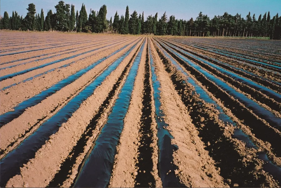 KRITIFIL Mulching films - black mulching film laid over field beds
