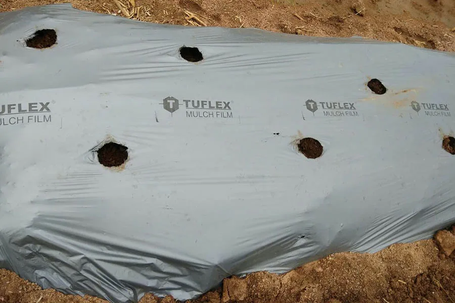 Mulching Films, silver Tuflex mulch film laid over a planting bed with punched holes, carrying the printed 'TUFLEX MULCH FILM' branding along the film; the only image on the site showing the product's own brand marking