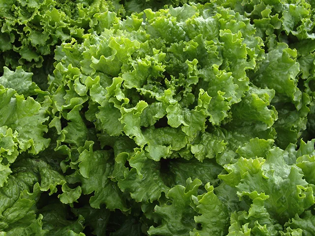 Green leaf lettuce Tropicana (Lettuce leafy Tropicana, Organic) - the hero image on Enza Zaden's own Tropicana variety page