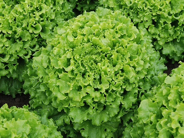 Green Leaf Lettuce Caipira - Enza Zaden hydroponic / NFT Batavia variety