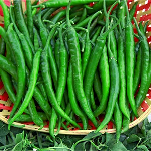 Chilli NS 1701 DG, official Namdhari Seeds variety photograph (harvested dark-green fruit); no pack shot published