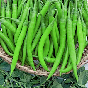 Chilli NS 1701 LG, official Namdhari Seeds variety photograph (light-green selection of the same hybrid)