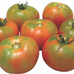 Tomato NS 585, official Namdhari Seeds variety photograph