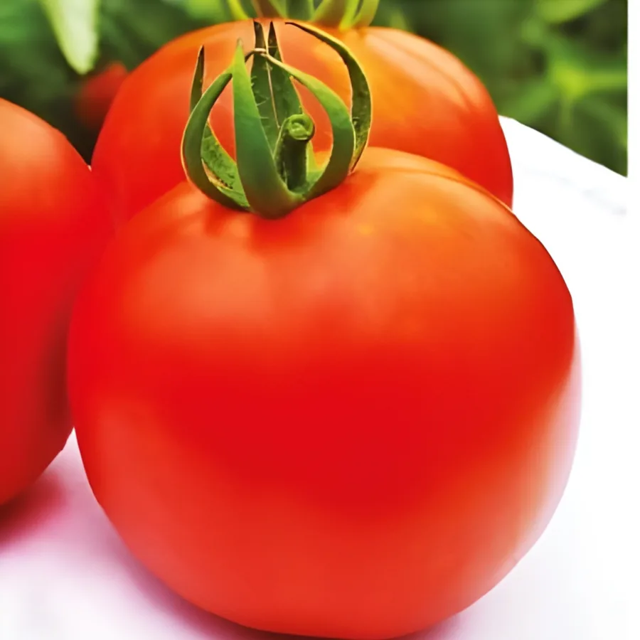 Salaar (3119) F1 hybrid tomato, Nongwoo Seed India variety photograph (deep red semi-flat round fruit)