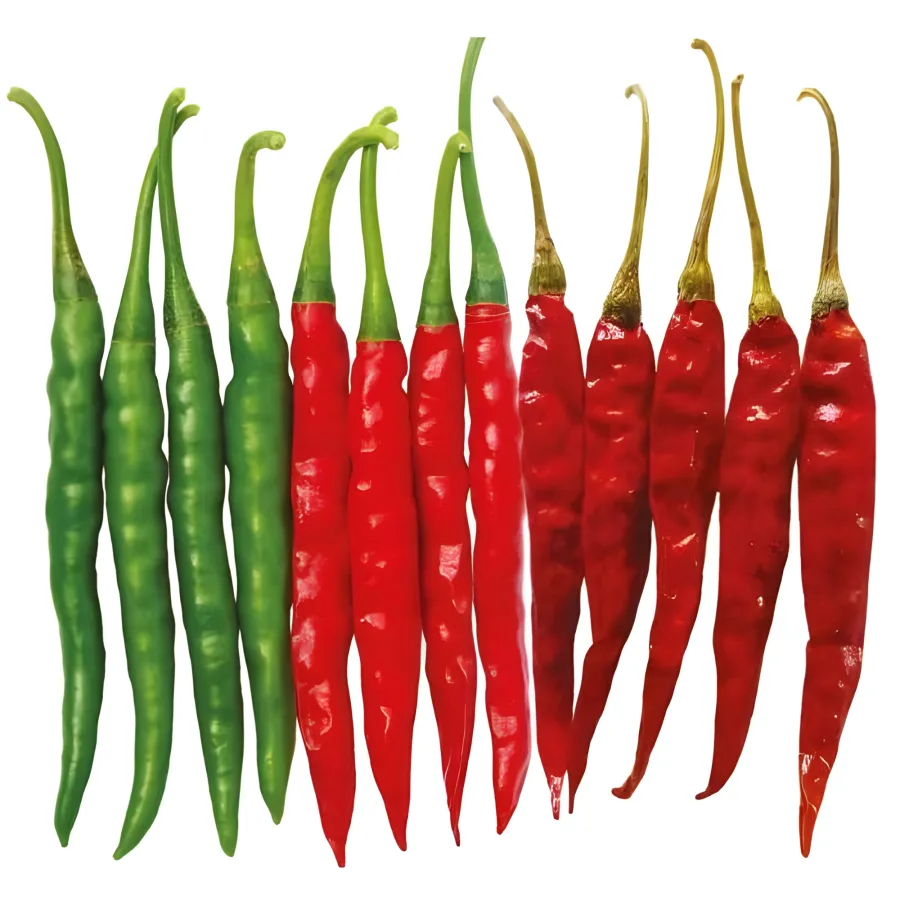 Neerja (HPH 2762) hot pepper, Nongwoo Seed India variety photograph (green and red dry fruit line-up)