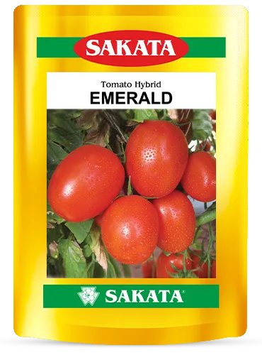 F1 EMERALD, Tomato Hybrid EMERALD, Sakata gold foil retail seed packet (hero SKU; Roma segment, 100-110 g, 65-70 DAT, IR bacterial wilt + TYLCV)